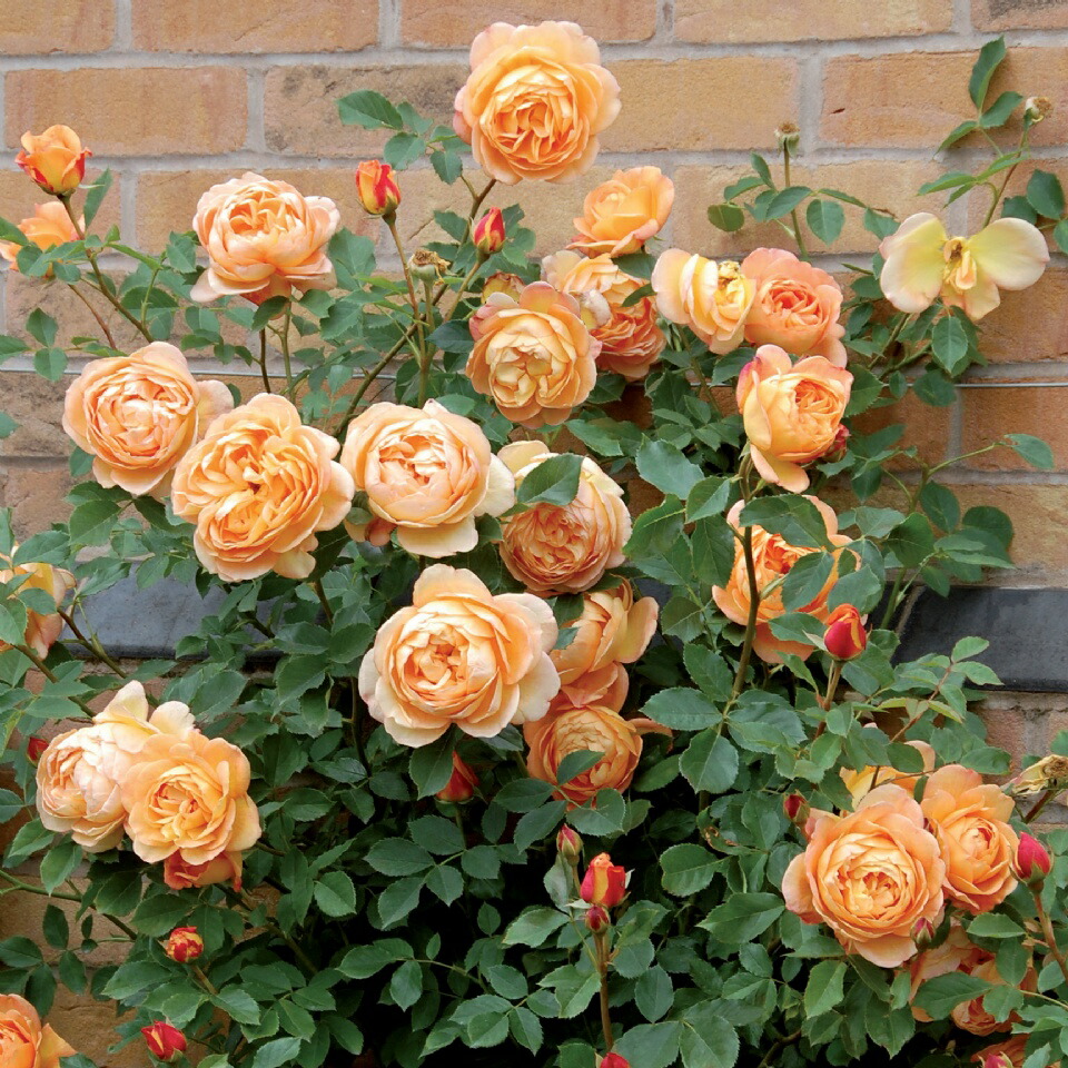 女性 オブ シャーロットつるバラ鉢苗 Lady Of Shalott Potted Climbing Ausnyson Dssgfellowship Org
