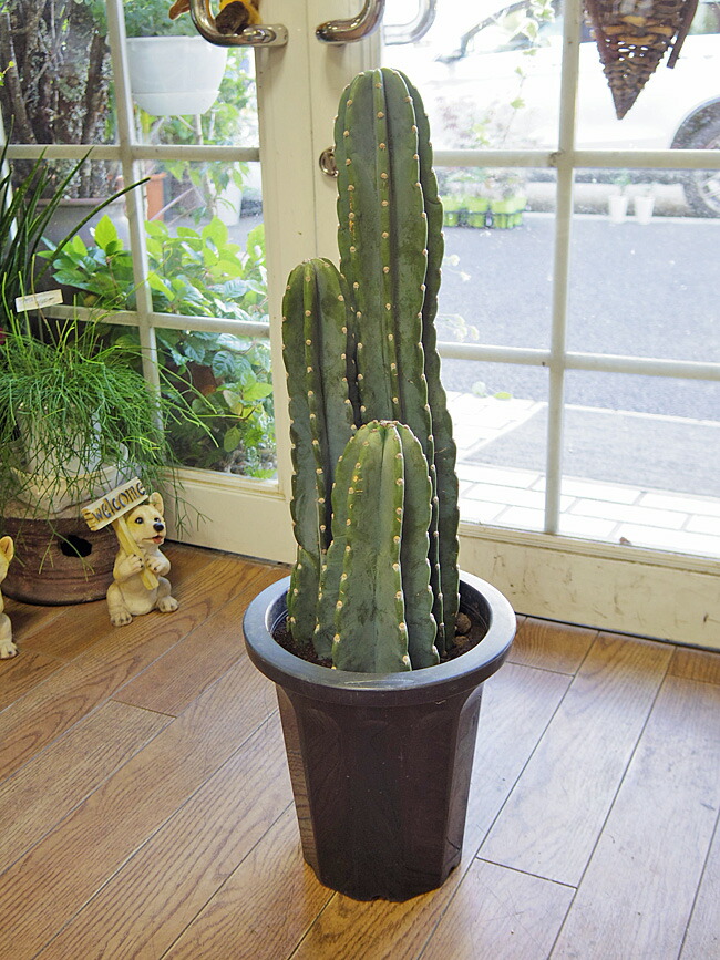 大好評セール 8号 柱サボテン プラ鉢 プラ鉢 花 観葉植物 送料無料 送料無料 花 ガーデン Diy プラ鉢 送料無料 Dayflower 8号 柱サボテン