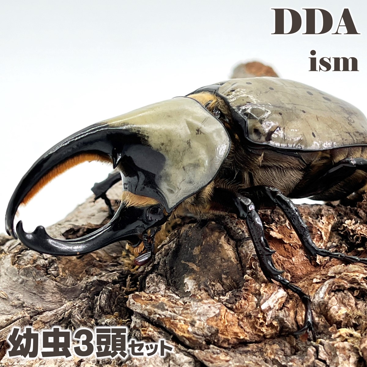 楽天市場】【DDA】大型血統 G-FOX ヘラクレスオオカブト 成虫 ♂140