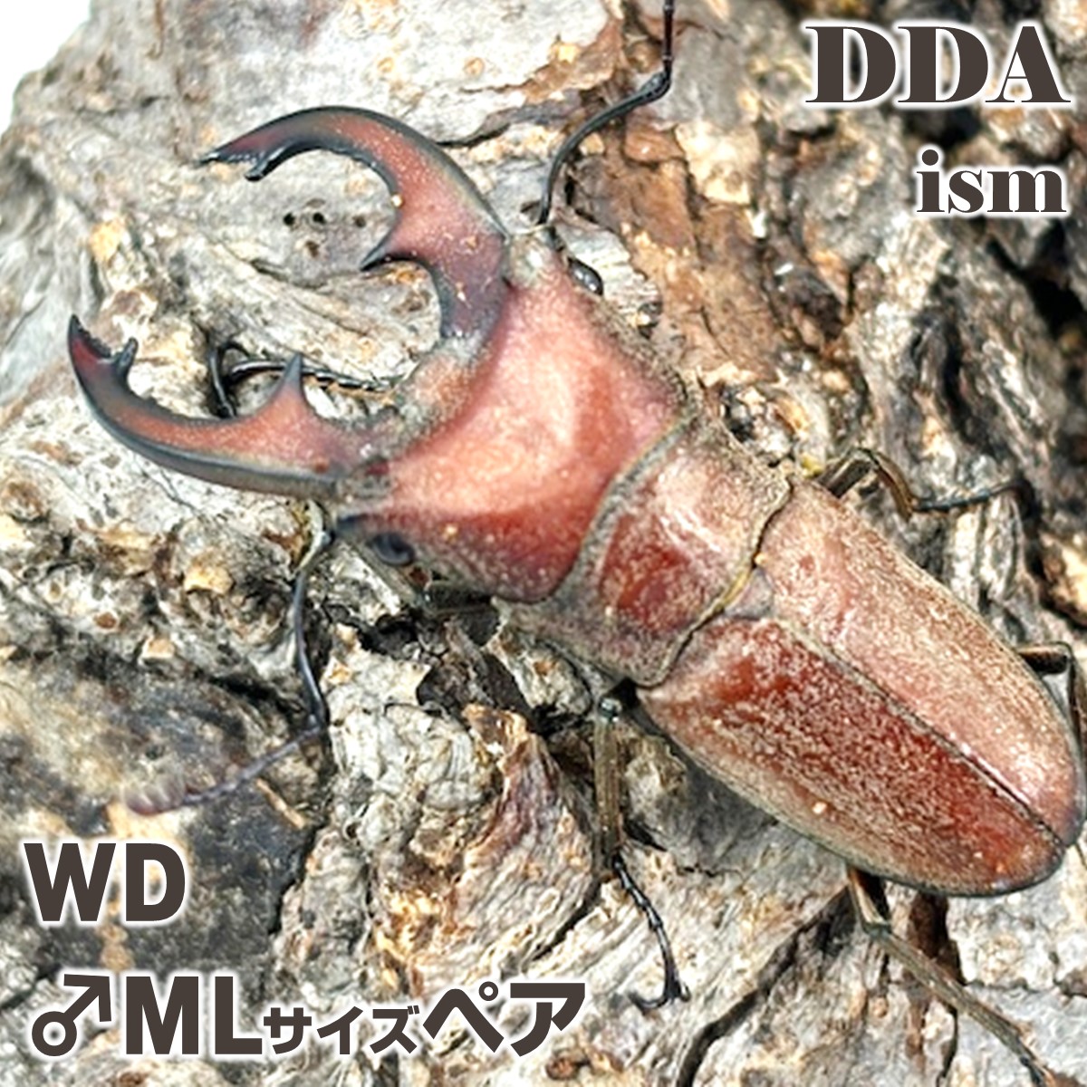 フィリピン共和国便/生まれながら其れ其れ【DDA】スズムラホソアカ 成虫 ありの実 ♂ML大きさ 差し上げ物付き添い人 dda クワガタ 毛の荒物