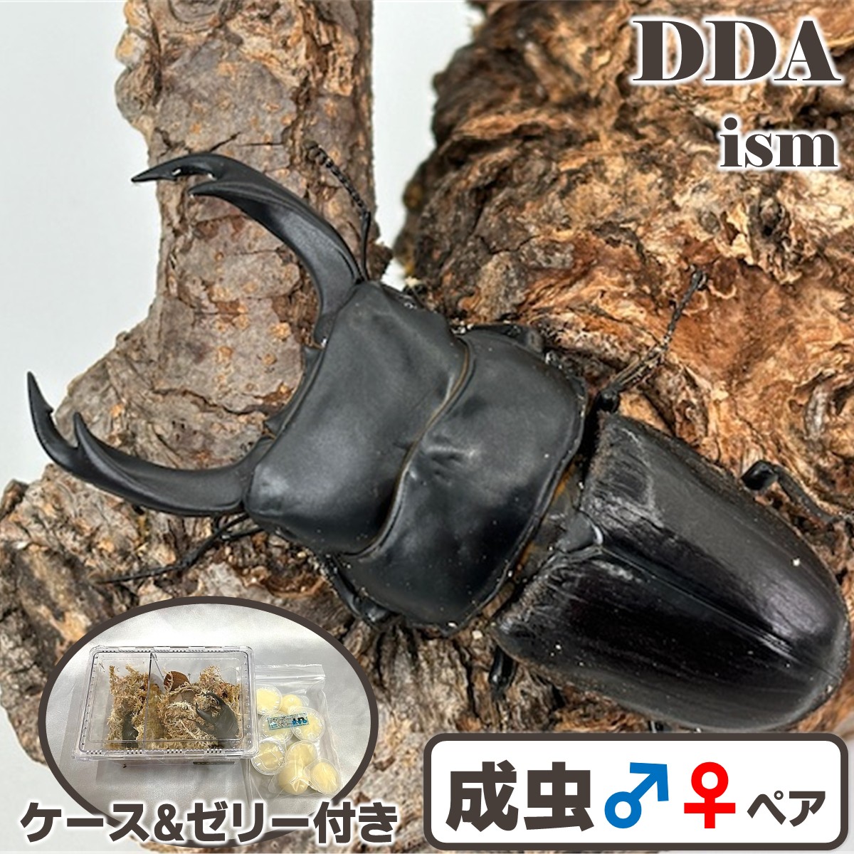 フィリピン共和国便/生まれながら其れ其れ【DDA】ミンダナオパリー オオクワ 成虫 ありの実 ♂S大きさ～特大70mmUP 差し上げ物付き添い人 dda クワガタ 毛の荒物