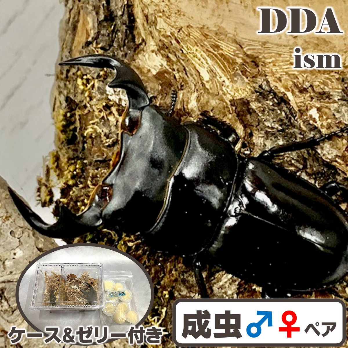 楽天市場】【DDA】特大♂89直仔 インドアンタエウス 1～2令幼虫