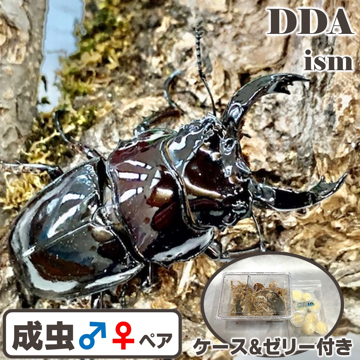 エナメル赤いことの上半身【DDA】赤系 レギウスオオツヤ 成虫 ♂45～65mmUP ありの実 差し上げ物付き添い人 dda クワガタ 毛の荒物