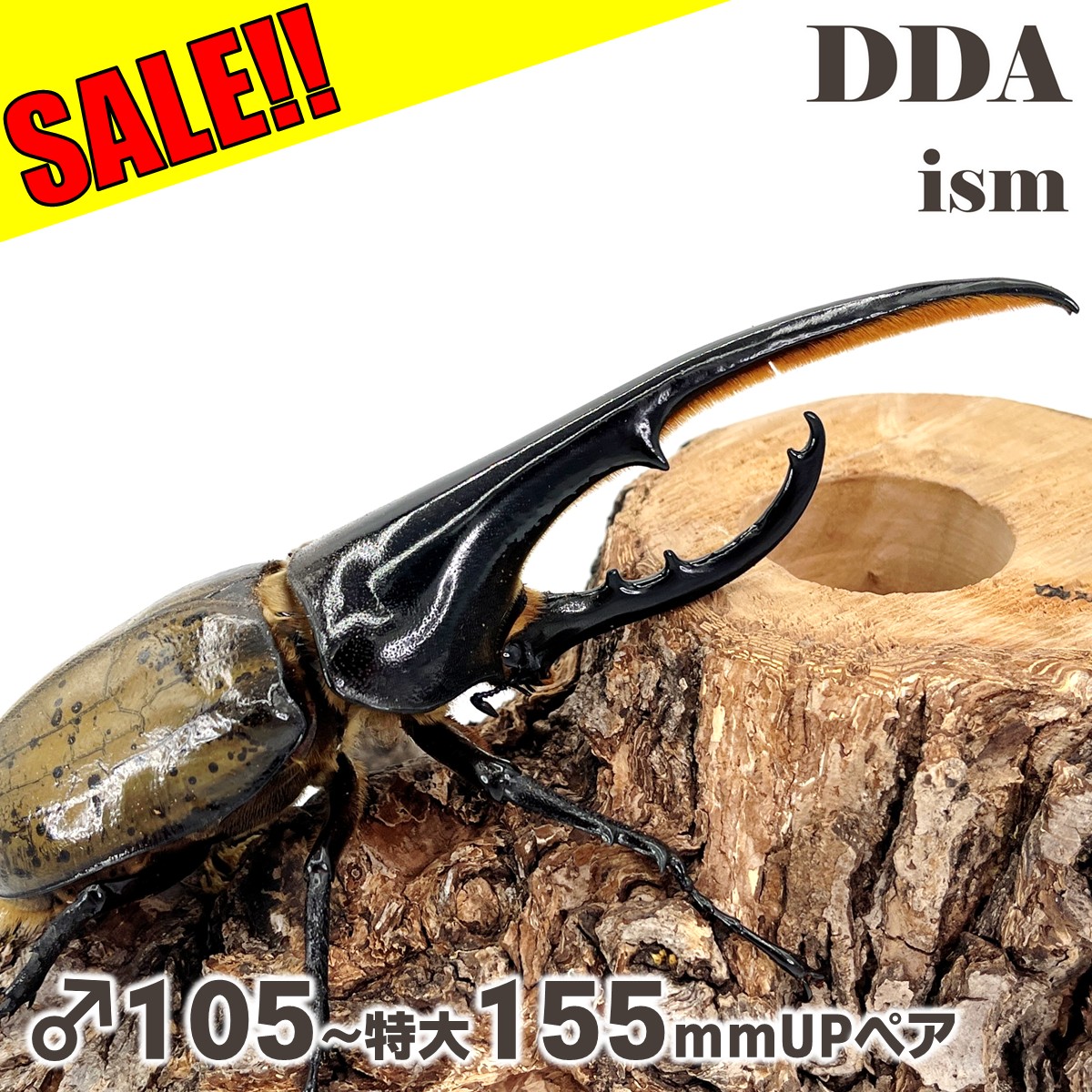 ＼30％OFF！最大8,700円割引／【DDA】ヘラクレスオオカブト 成虫 ペア ♂105〜特大155mmUP プレゼント付き dda カブトムシ 生体画像