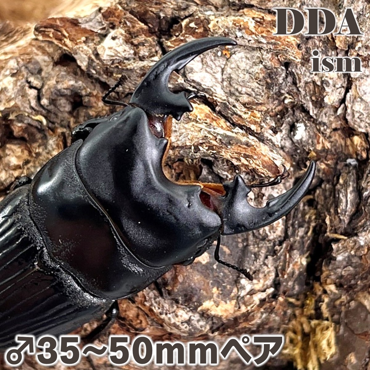 【DDA】極太 プラティオドンネブト(オノツキネブト)  ♂35～50mmUP 成虫ありの実 dda クワガタ 毛の荒物