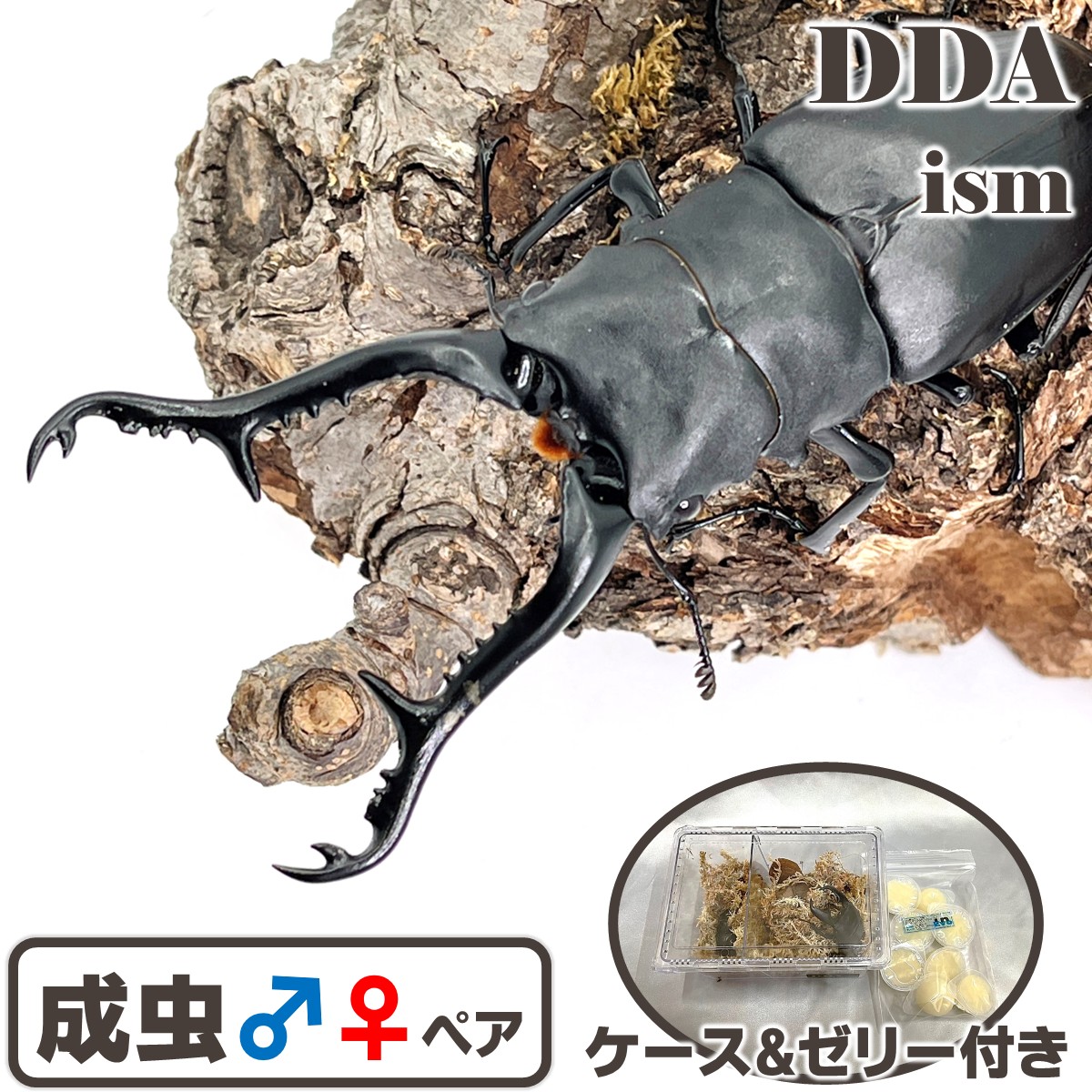スマトラオオヒラタ(大型系)98mmペア 【発送日限定】スマトラオオ 