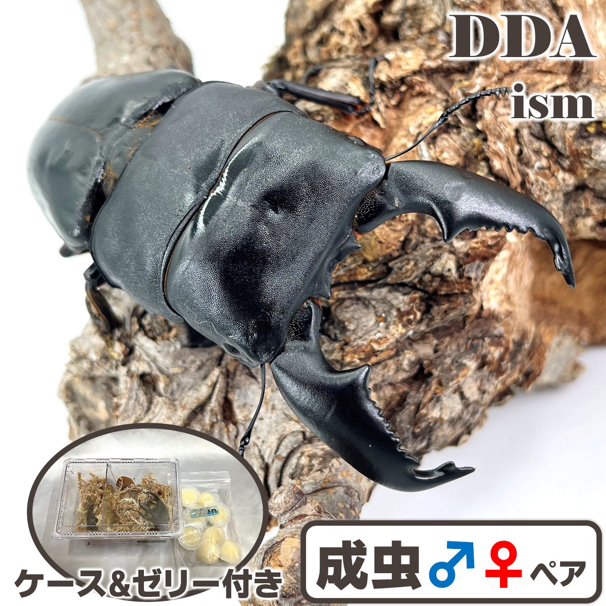 超一般受け種！取扱説明書編にして最高峰【DDA】大型氏素性 スマトラオオヒラタ 成虫 ありの実 ♂70～超特大105mmUP 差し上げ物付き添い人 dda クワガタ 毛の荒物