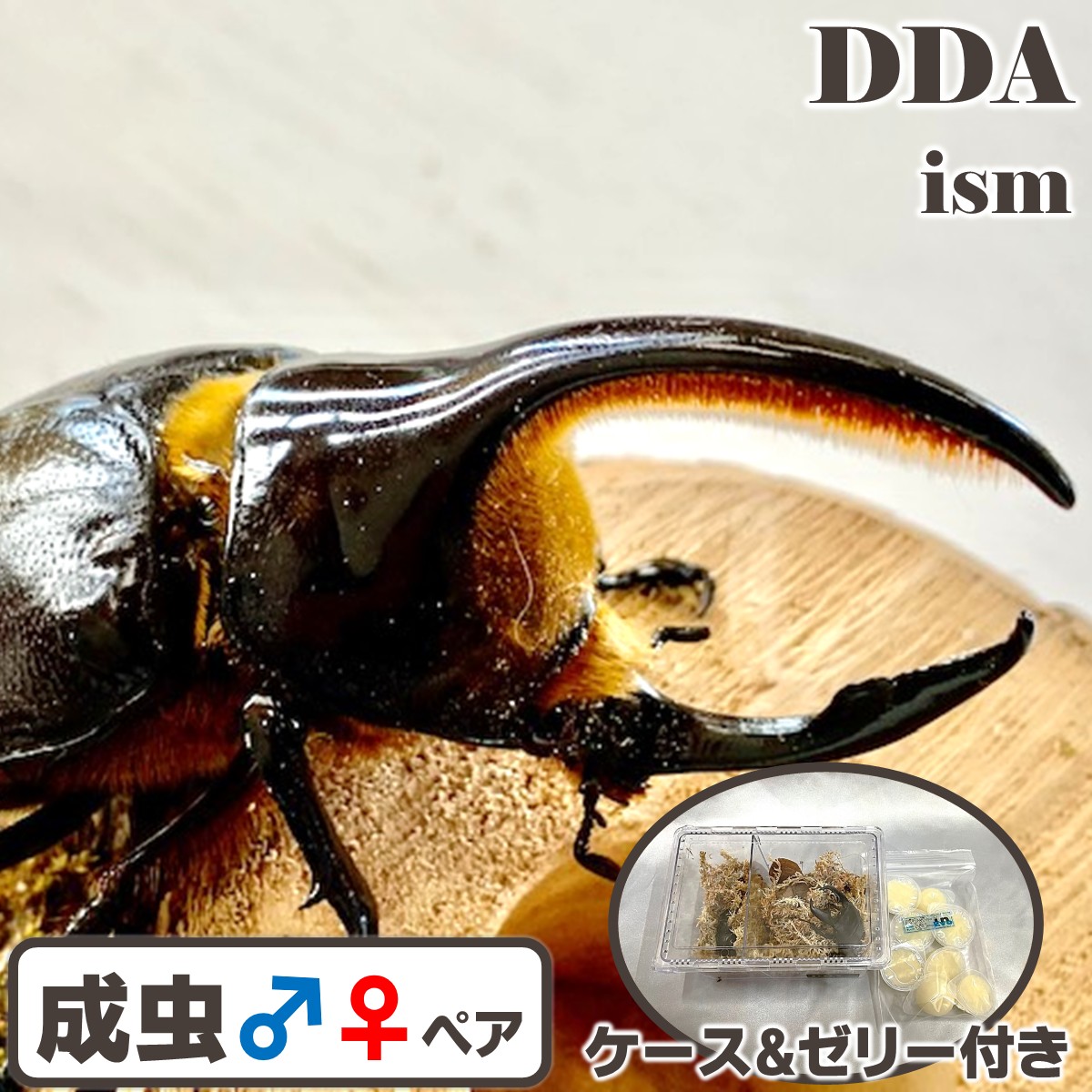 【DDA】サタンオオカブト 成虫 ありの実 ♂70～100mmUP 差し上げ物付き添い人 dda カブトムシ 毛の荒物