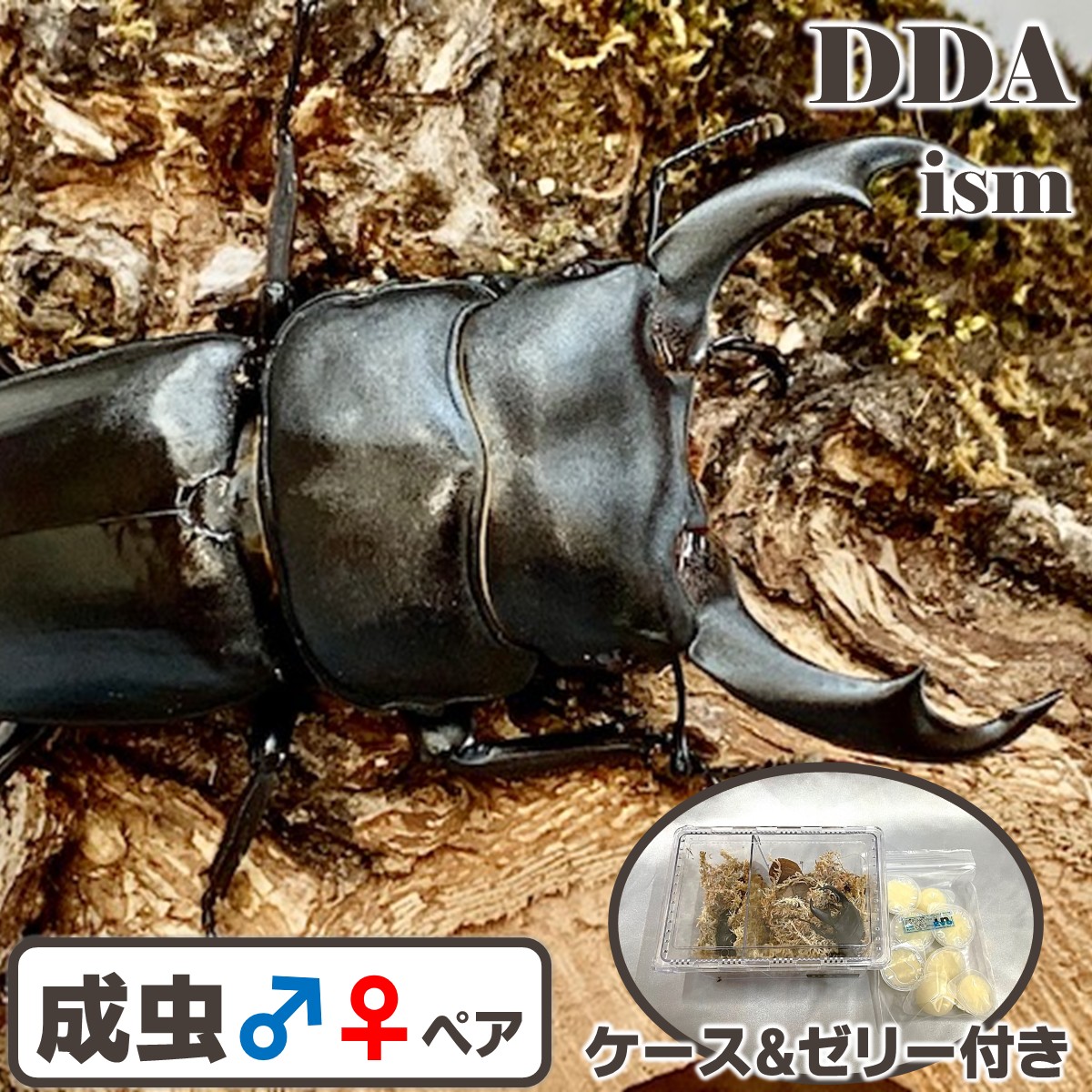 【DDA】シェンク輪っか オオクワガタ 成虫 ♂60～80mmUP ありの実 差し上げ物付き添い人 dda クワガタ 毛の荒物