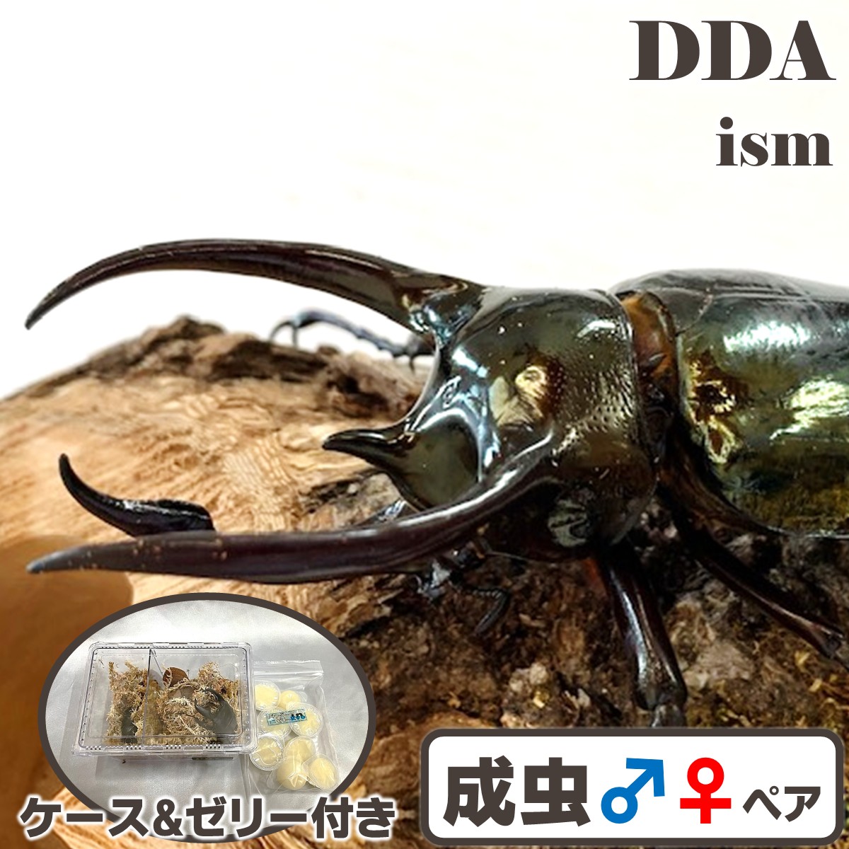 フィリピン共和国便/生まれながら其れ其れ【DDA】ミンダナオアトラス 成虫 WD♂80～100粍 ありの実 差し上げ物付き添い人 dda オオカブト カブトムシ 毛の荒物
