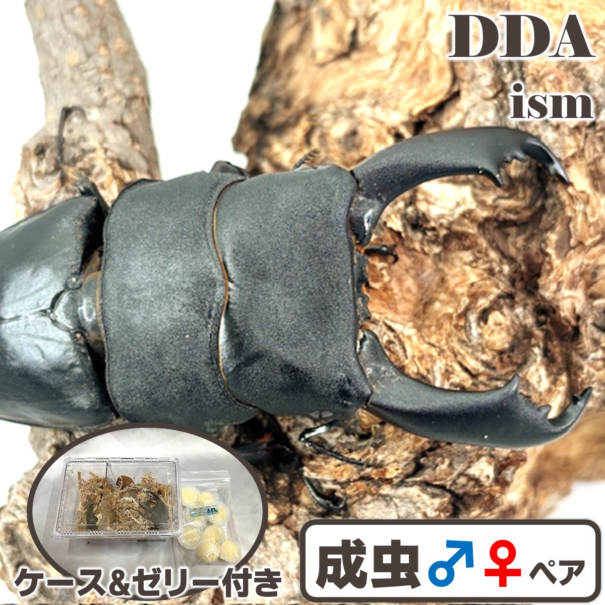 繁殖品/次世代はやりっ児【DDA】西ペレン・オオヒラタ CB♂70～104mmUP ありの実 差し上げ物付き添い人 dda クワガタ 毛の荒物 ヒラタクワガタ