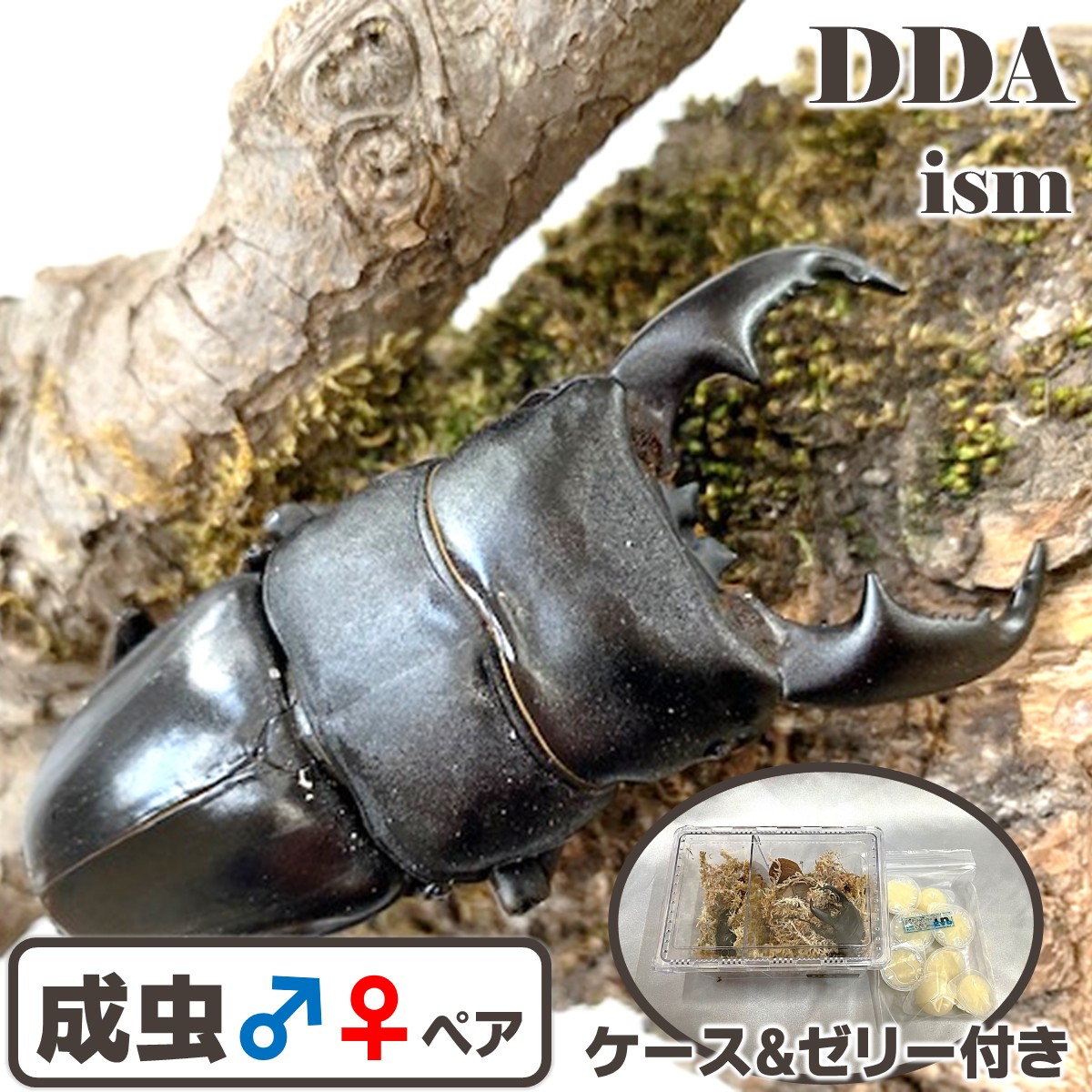 【DDA】マリンドッケ･オオヒラタ 成虫 ♂80～特大95mmUP ペア プレゼント付き dda クワガタ 生体｜DDA ism 店