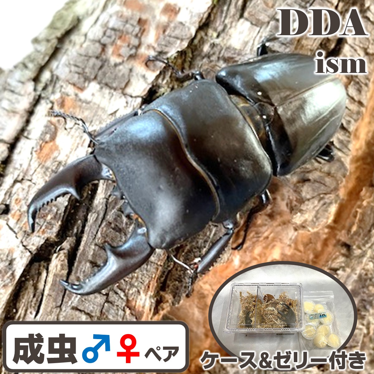 【DDA】WD倉敷 ヒラタクワガタ 成虫 大型♂45～超特大67粍 ありの実 差し上げ物付き添い人 dda クワガタ 毛の荒物 国産