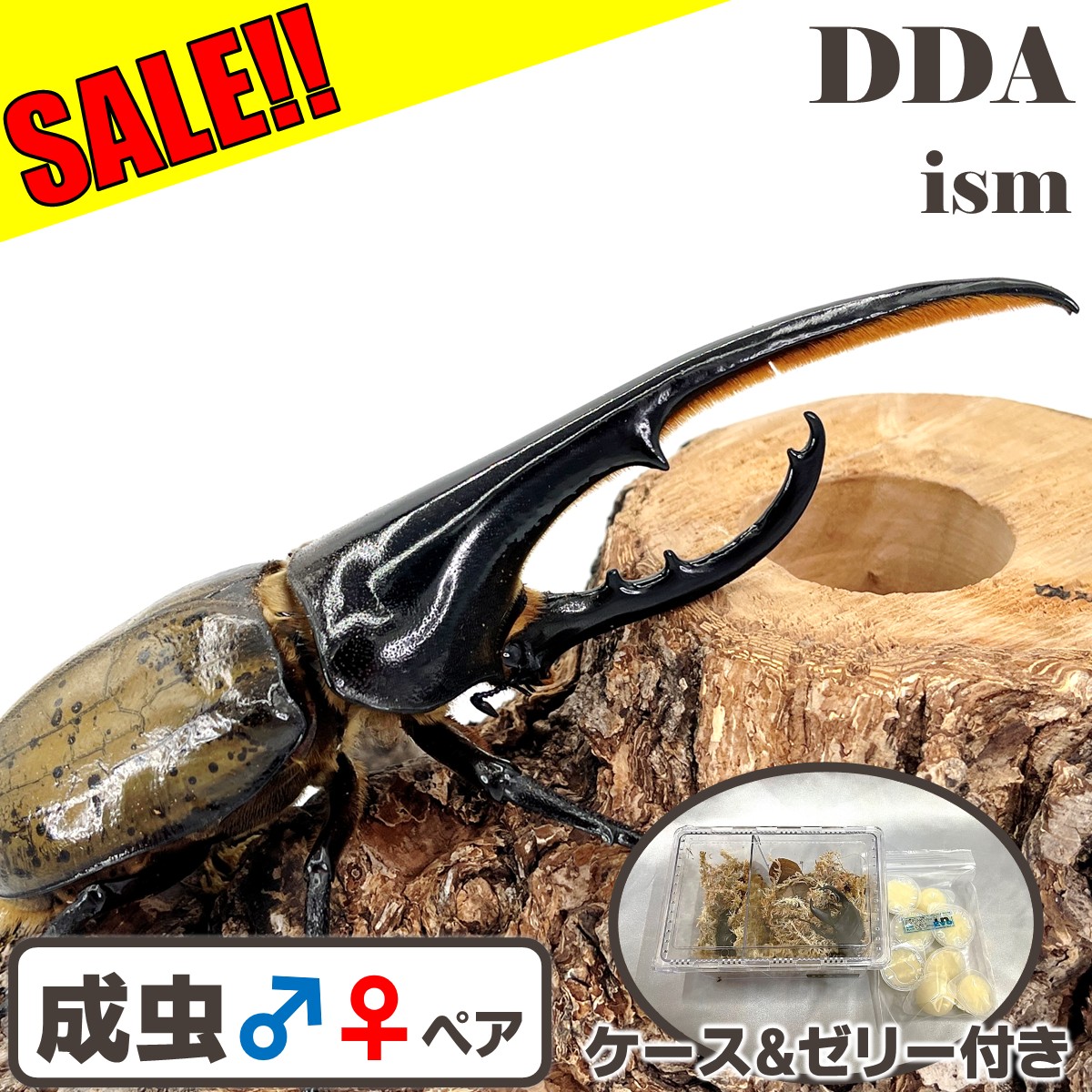 ＼30％OFF！最大8,700円割引／【DDA】ヘラクレスオオカブト 成虫 ペア ♂105〜特大155mmUP プレゼント付き dda カブトムシ 生体画像