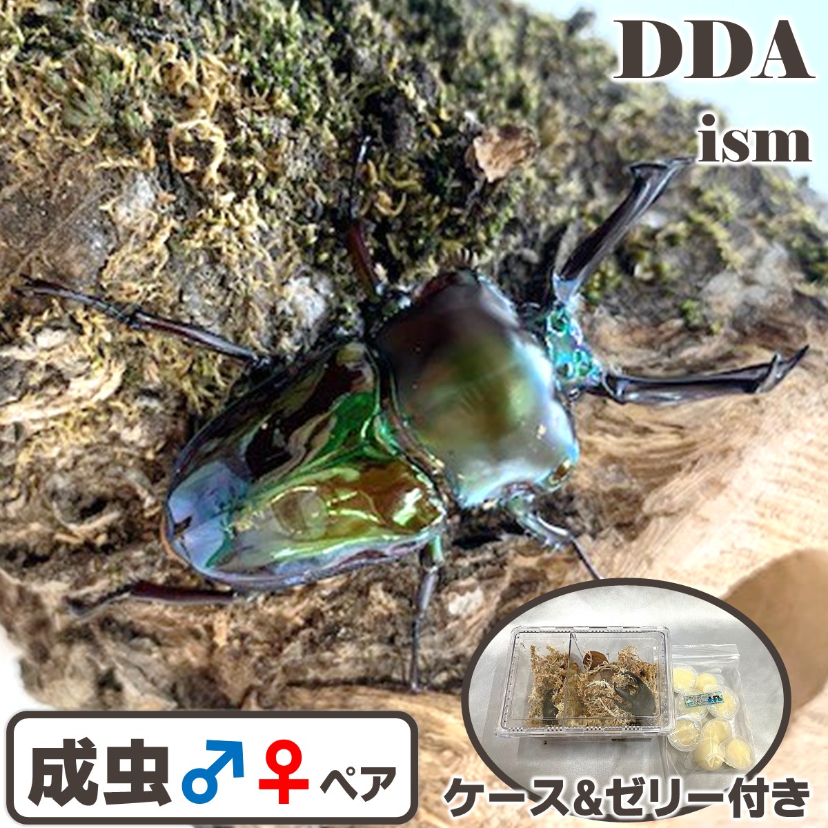 楽天市場】＼30％OFF！最大8,500円割引／【DDA】エレファス