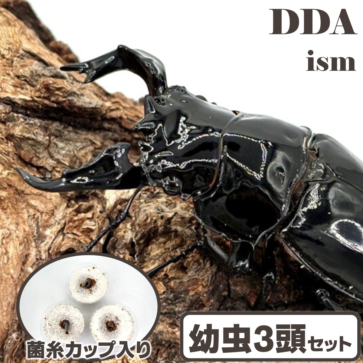 楽天市場】漆黒のエナメルカラー！【DDA】レギウスオオツヤ 成虫 ペア