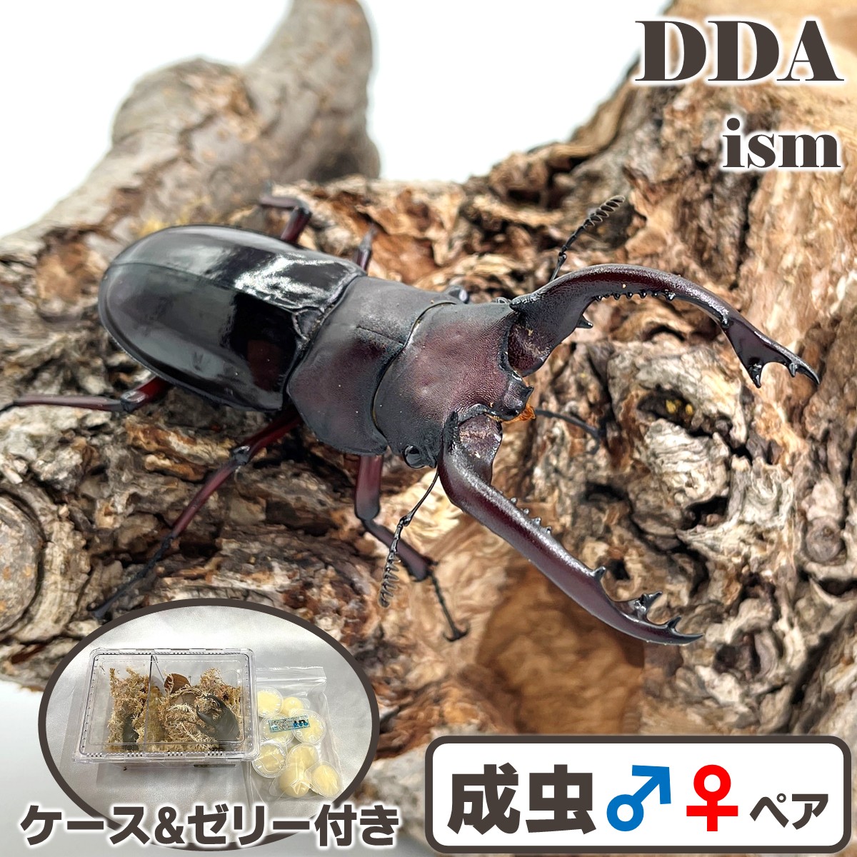 楽天市場】漆黒のエナメルカラー！【DDA】レギウスオオツヤ 成虫 ペア