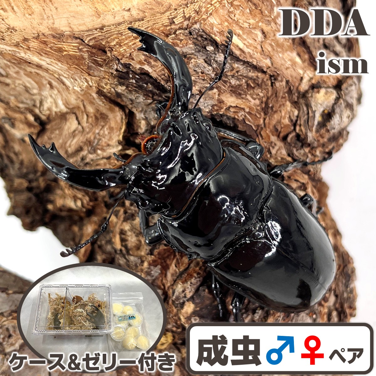 ※大型　シェンクリングオオクワガタ　♂野外標本 シェンクリングオオクワガタ飼育記 2~3世代目羽化 : オオカブト