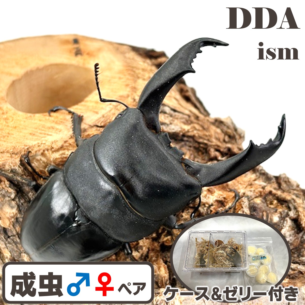 南カマリネス/ラゴノイ/ブルーダン【DDA】キングテイオウ 成虫 ペア ♂70～99mmUP プレゼント付き dda クワガタ 生体 ヒラタクワガタ