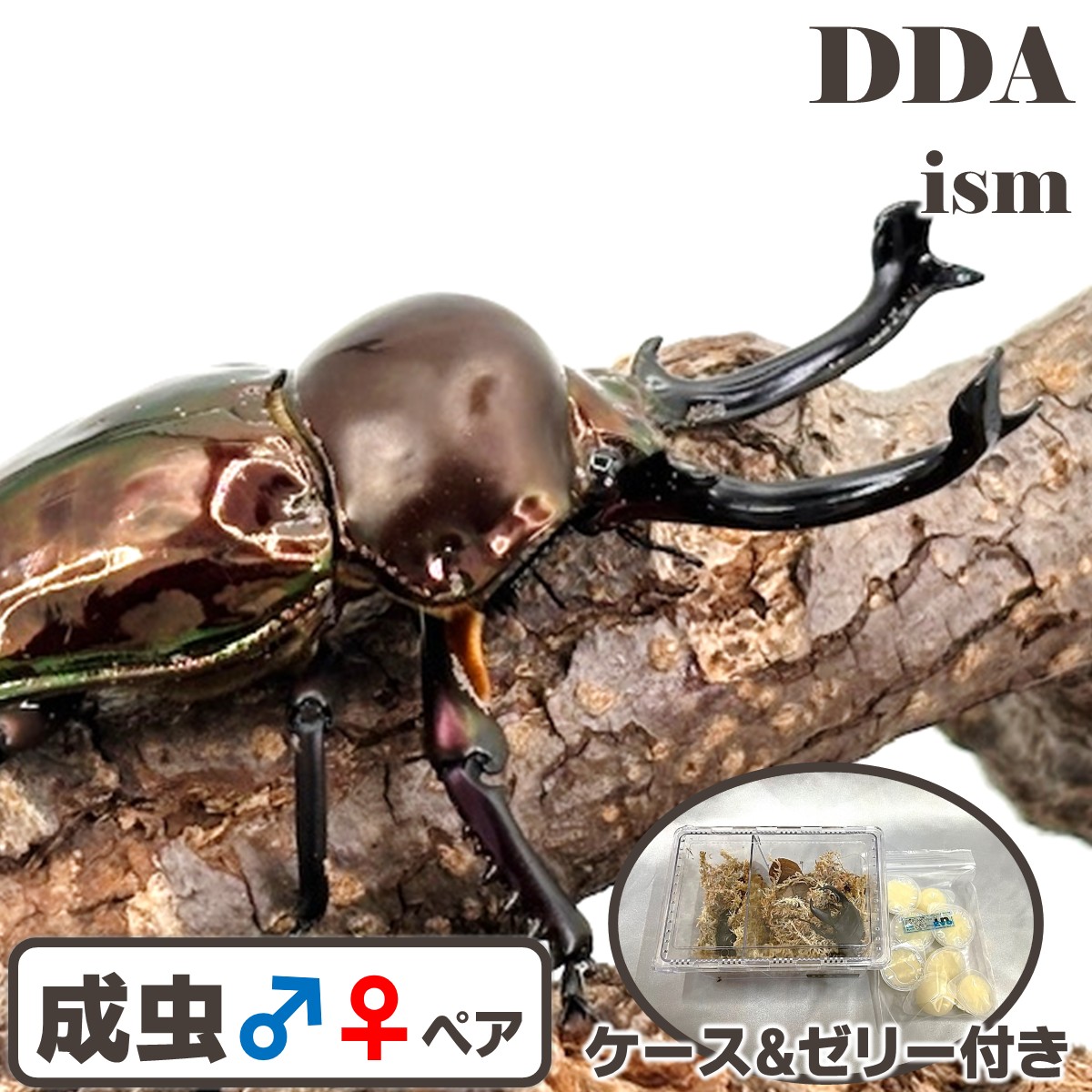 現実で最も素晴らしいクワガタ【DDA】風変わり色合い うす暗い赤銅色 ニジイロクワガタ 成虫 ♂40～大型65mmUP ありの実 差し上げ物付き添い人 dda クワガタ 毛の荒物