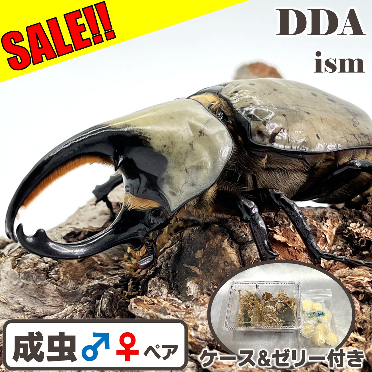 楽天市場】【DDA】特大♂89直仔 インドアンタエウス 1～2令幼虫