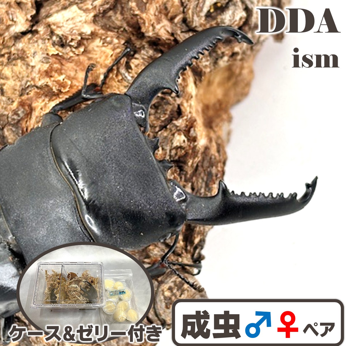 滅多に無い マンタリガハン産【DDA】パラワンオオヒラタ 成虫 ありの実 ♂70～超特大110mmUP 差し上げ物付き添い人 dda クワガタ 毛の荒物