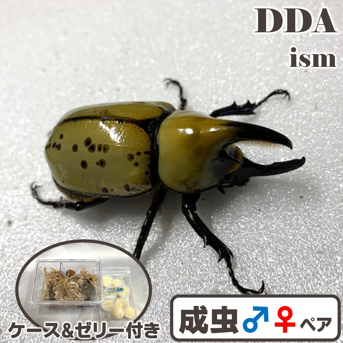 楽天市場】シロカブト最大種【DDA】ヒルスシロカブト 成虫 ペア