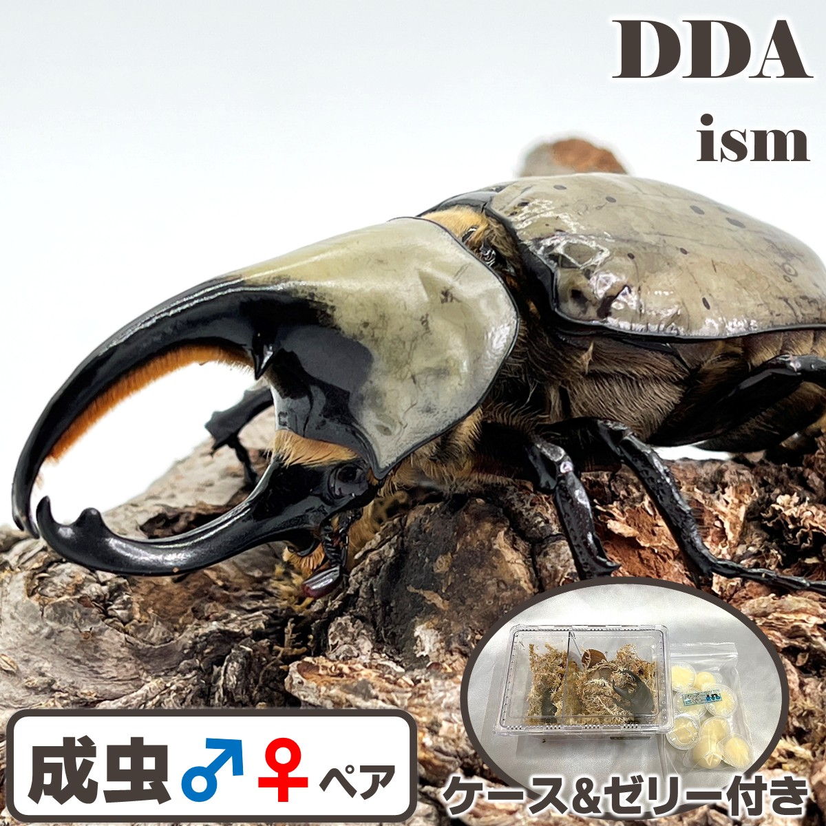 グラントシロカブト幼虫10頭ー2 【公式通販】 グラントシロカブト幼虫10頭ー2 【公式通販】