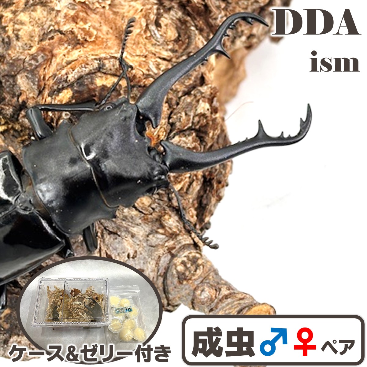 繁殖品・滅多に無い【DDA】マキタイギラファノコギリクワガタ 成虫 ありの実 ♂70～95mmUP (ルソン島/ミンドロ島)差し上げ物付き添い人 dda クワガタ 毛の荒物