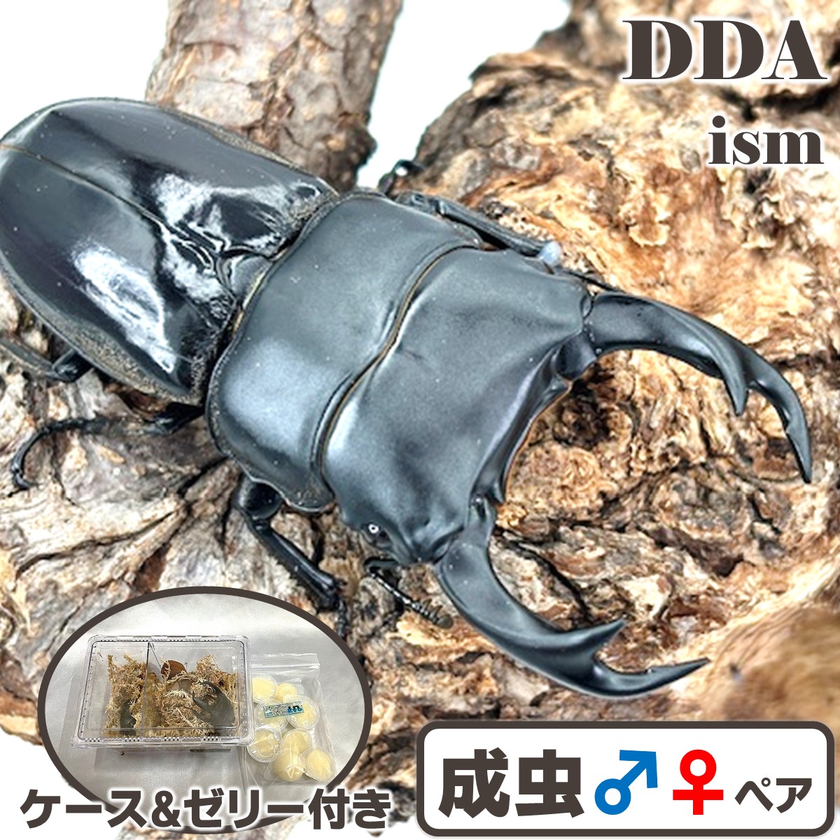 滅多に無い種！【DDA】ブータンクルビデンス (ドロカ産) 成虫 ありの実 ♂60～特大78mmUP 差し上げ物付き添い人 dda クワガタ 毛の荒物 オオクワガタ