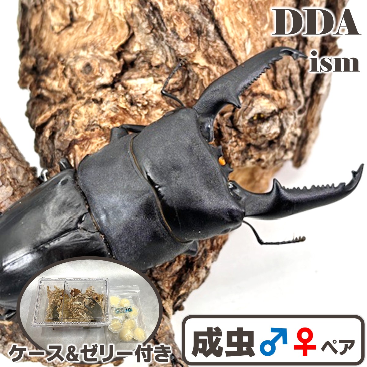 禾穀類歌留多付き添い人 OAGARIパラワン【DDA】114.2生産ライン～特大 ♂109.7-34.7-35.5粍 ♀51.1粍(OAGARI) パラワンオオヒラタ dda 割り増し金毛の荒物
