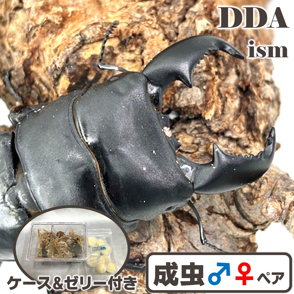 滅多に無い生まれながら【DDA】スマトラオオヒラタ (パダン産) 成虫 WD♂70～90mmUPありの実/♀単品 差し上げ物付き添い人 dda クワガタ 毛の荒物