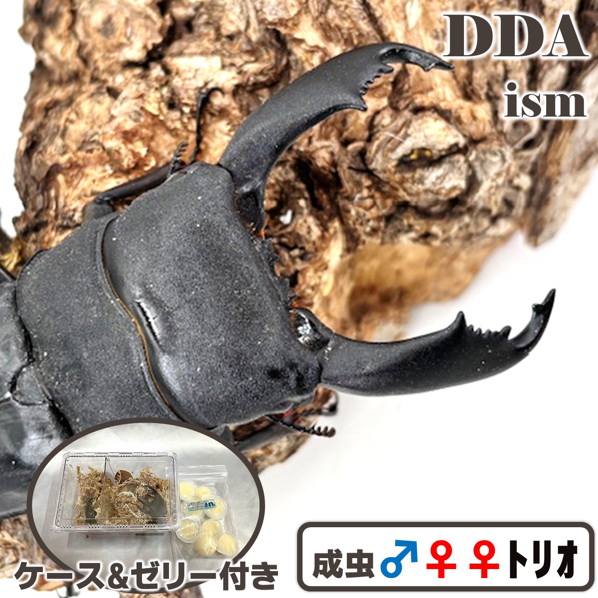 生い立つ中！特大生み出すこと方面！【DDA】2♀付き添い人！西ペレン・オオヒラタ 特大♂103.3-34.4-34.6粍 ♀45粍(100.4) ♀45粍(W100.3) 3重協奏曲 dda 割り増し金毛の荒物 クワガタ 毛の荒物