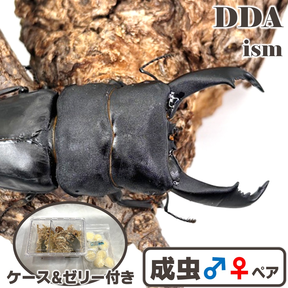 禾穀類歌留多付き添い人！キングテイオウ Mtイサロン【DDA】108生産ライン！ キングテイオウ 極太♂101.9-34.1-34.6粍 ♀45粍(WD103.0)  WD103.0直仔 dda 割り増し金毛の荒物