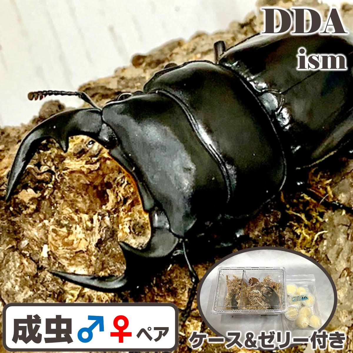【DDA】カチンアンタエウス 成虫 ♂65～大型80mmUP ありの実/♀単品 差し上げ物付き添い人 dda オオクワガタ クワガタ 毛の荒物