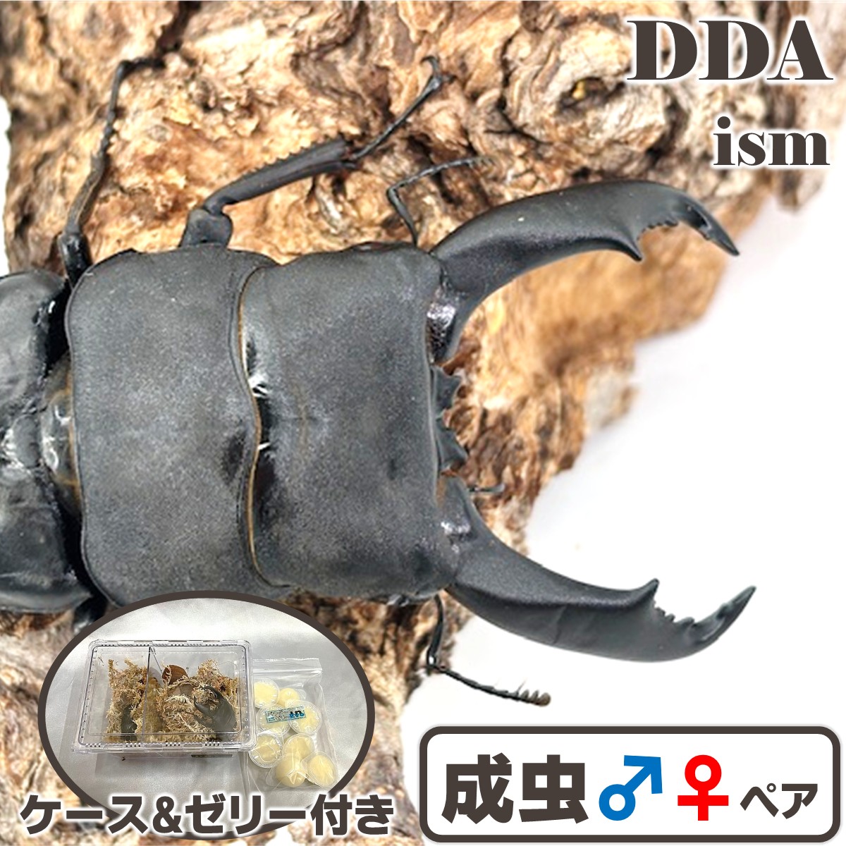 禾穀類歌留多付き添い人！キングテイオウ Mtイサロン【DDA】108生産ライン！ キングテイオウ ♂102.1-33.1-34.2粍 ♀44粍(108生産ライン)  WD101.4直仔 dda 割り増し金毛の荒物