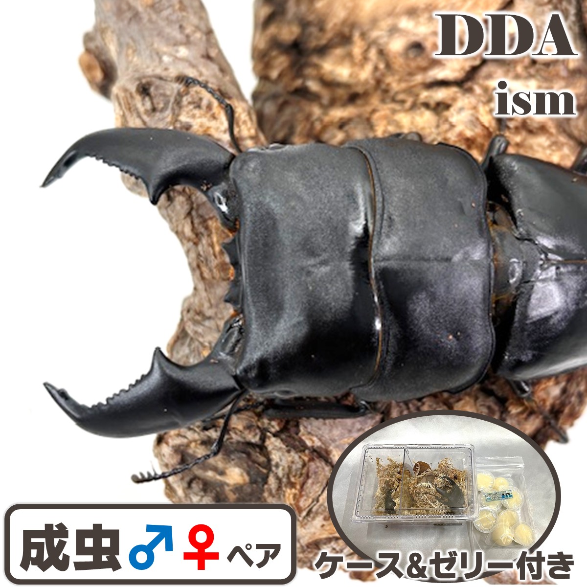 禾穀類歌留多付き添い人 kuniスマトラ【DDA】♂100.7-34.6-37.2粍 ♀52.4粍(kuni98Φ) ありの実 スマトラオオヒラタ dda 割り増し金毛の荒物