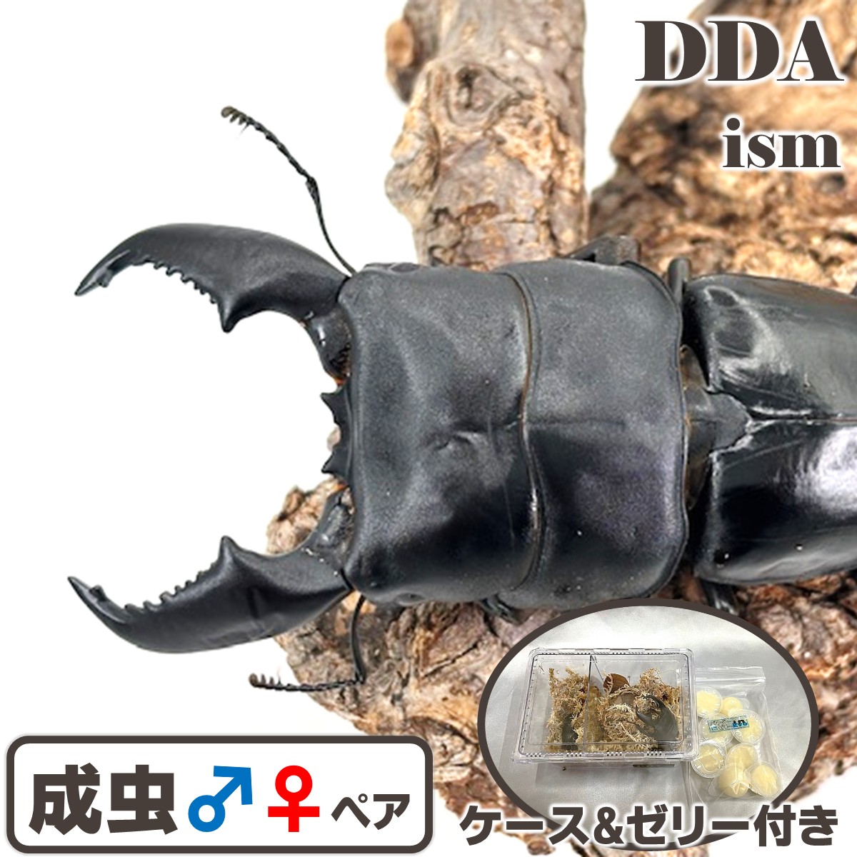 禾穀類歌留多付き添い人 kuniスマトラ【DDA】即ブリ！ kuniΦ生産ライン～ ♂101.2-34.9-37.0粍 ♀53.0粍(kuni98Φ) ありの実 スマトラオオヒラタ dda 割り増し金毛の荒物