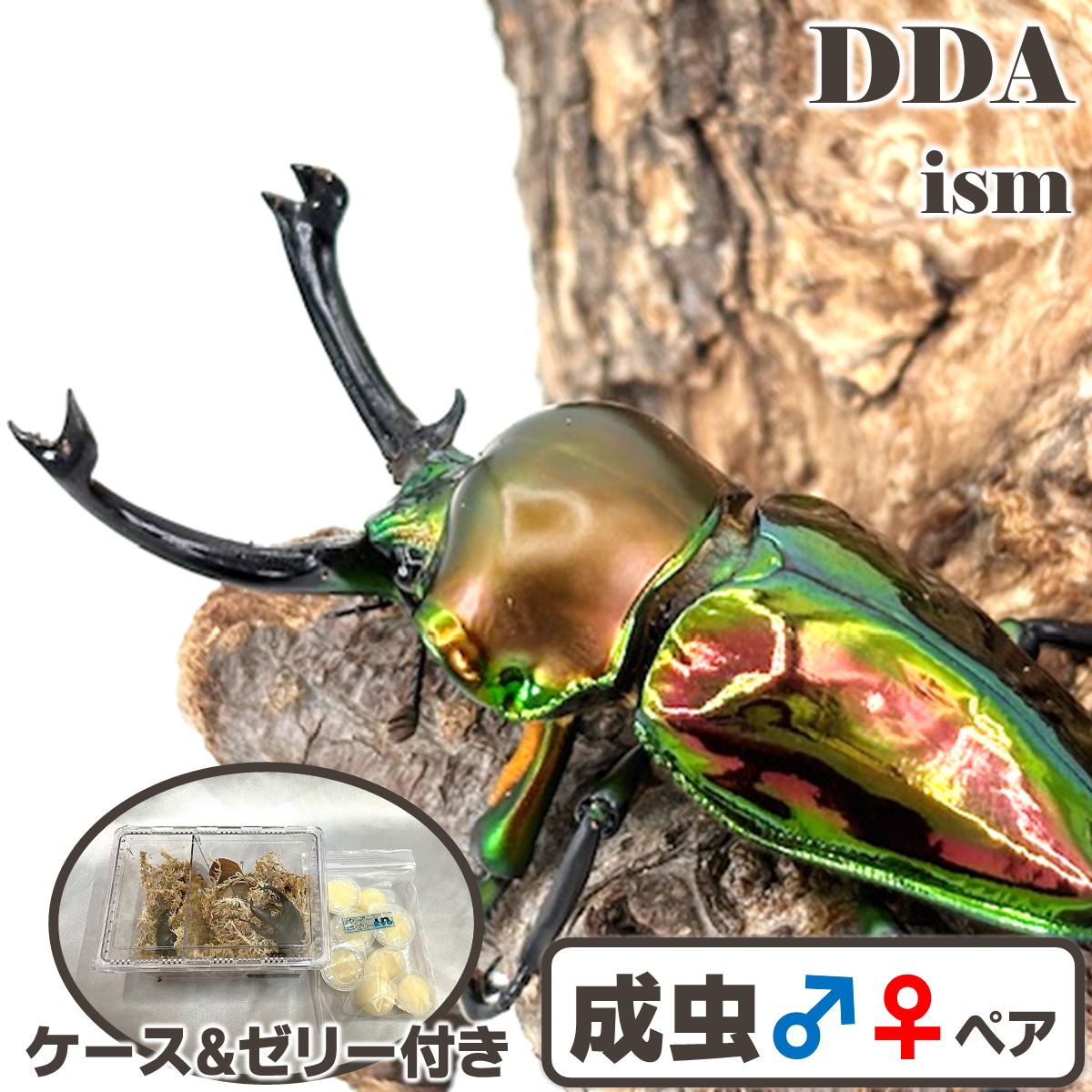 アレックギネス70.1生産ライン【DDA】ニジイロクワガタ 即ブリ！特大♂66.5粍♀40.6粍 ありの実 差し上げ物付き添い人 dda クワガタ 毛の荒物