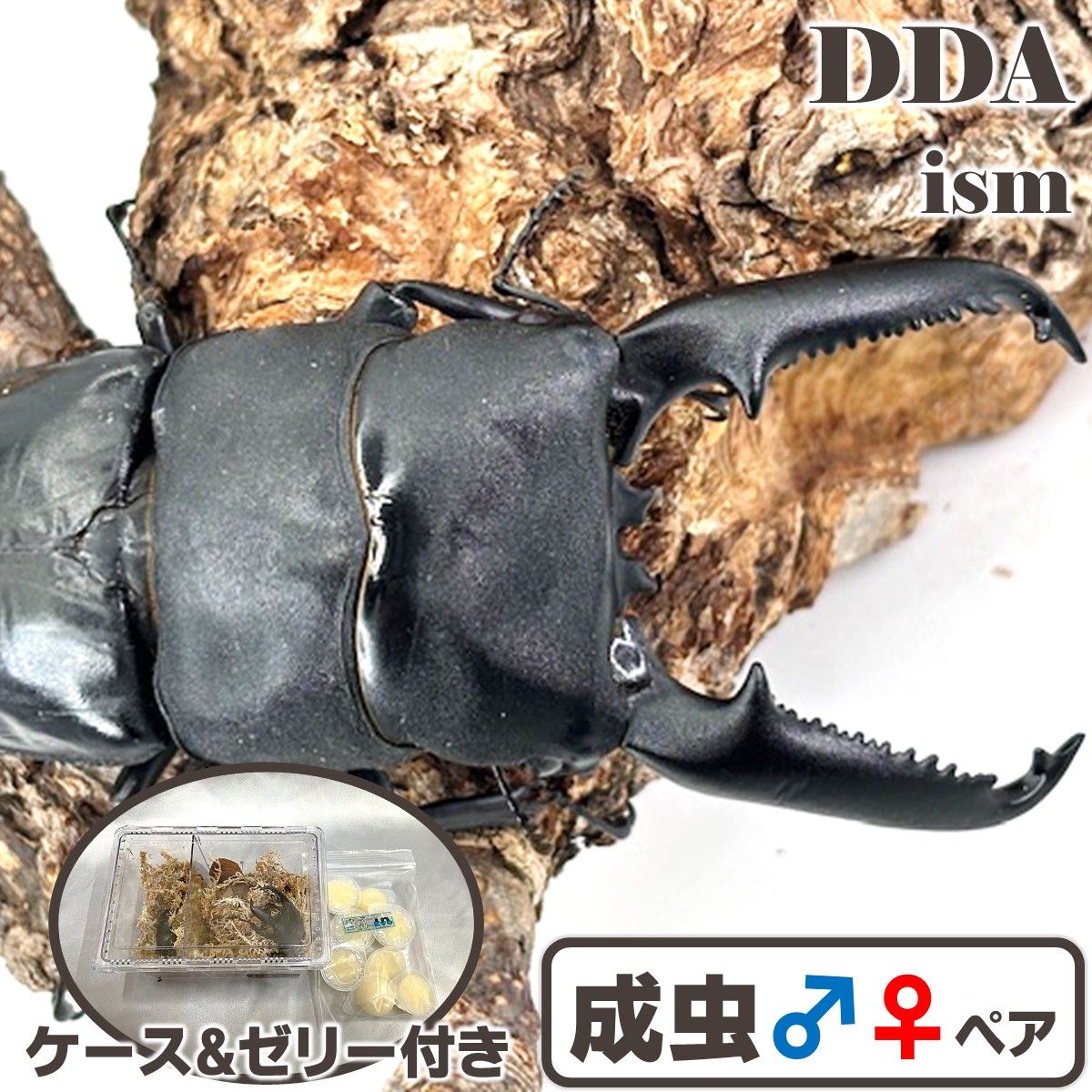 禾穀類歌留多付き添い人 OAGARIパラワン【DDA】OAGARIパラワン115.1生産ライン～ ♂112.5-35.5-35.7粍 ♀53.0粍(114.1) パラワンオオヒラタ dda 割り増し金毛の荒物