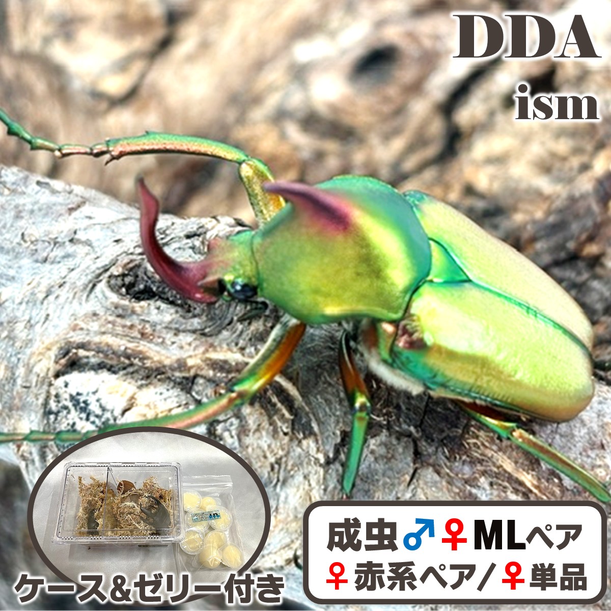 価値高い/生まれながら【DDA】ロドリゲスカブトハナムグリ ♂♀ML大きさありの実/♀赤系ありの実/♀単品 差し上げ物付き添い人 dda ハナムグリ 毛の荒物