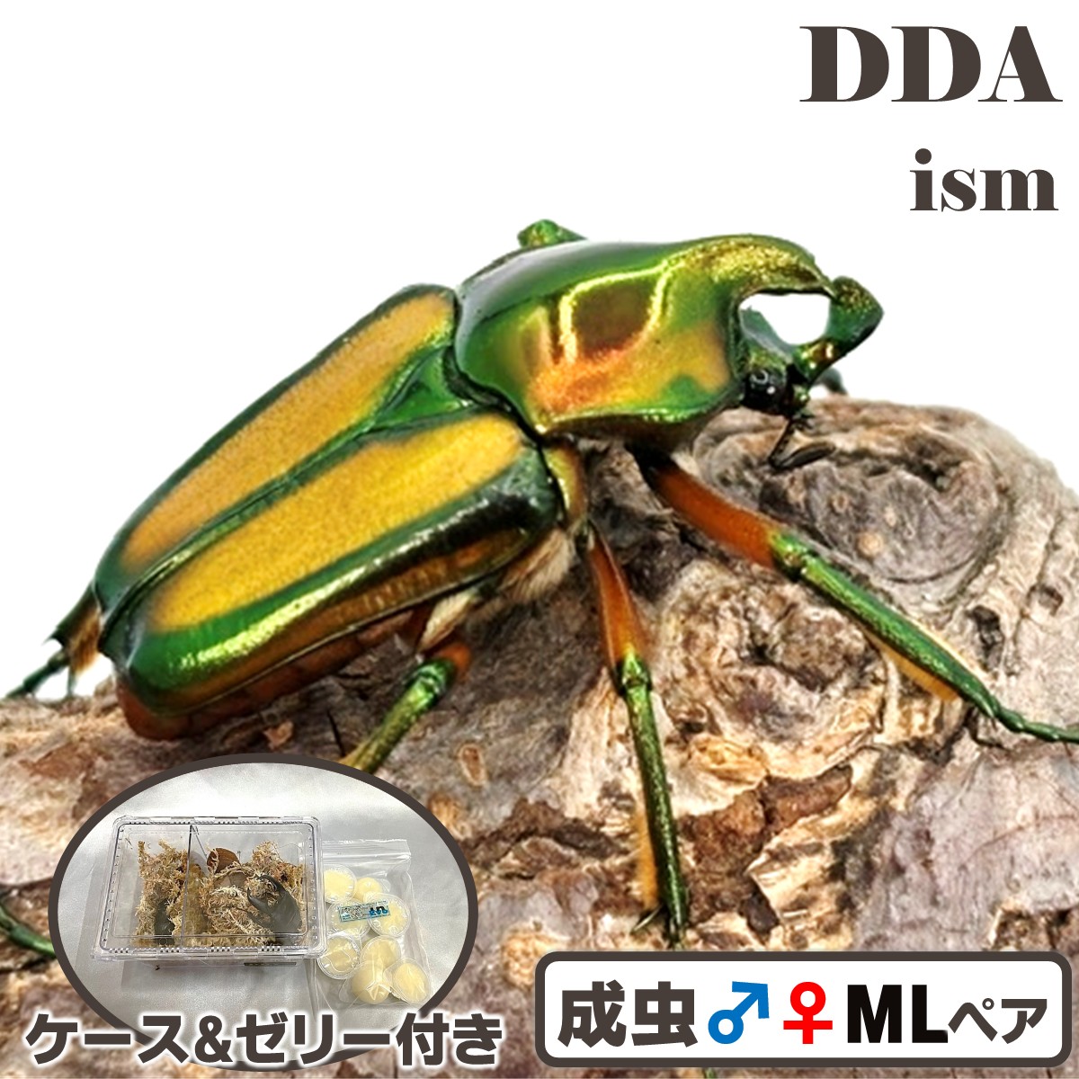 滅多に無い/生まれながら【DDA】ホーデン・ヒメカブトハナムグリ 成虫 ♂♀ML大きさ ありの実 差し上げ物付き添い人 dda ハナムグリ 毛の荒物