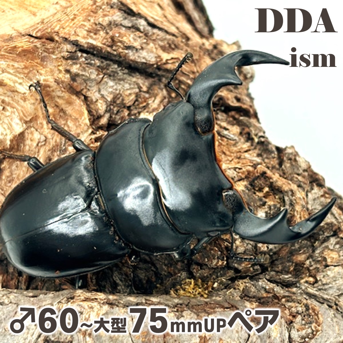 【DDA】マレーアンタエウス(ゲンティンハイランド) 成虫 ♂60～大型75mmUP ありの実 差し上げ物付き添い人 dda クワガタ 毛の荒物 オオクワガタ
