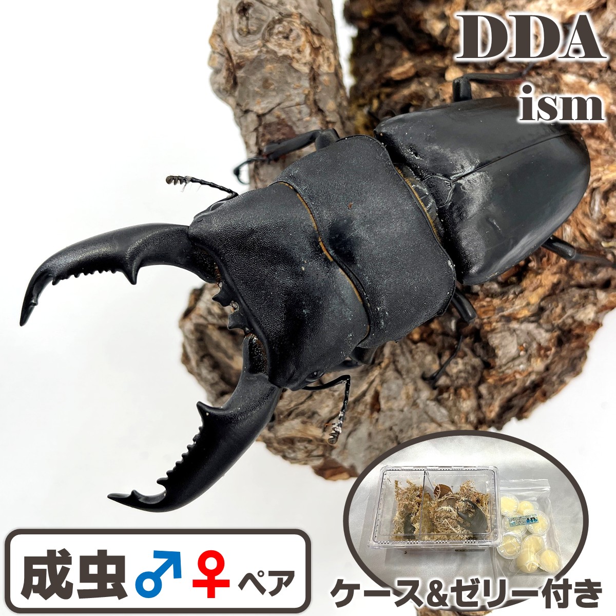 新成虫　タランドゥスオオツヤクワガタ　69mmペア