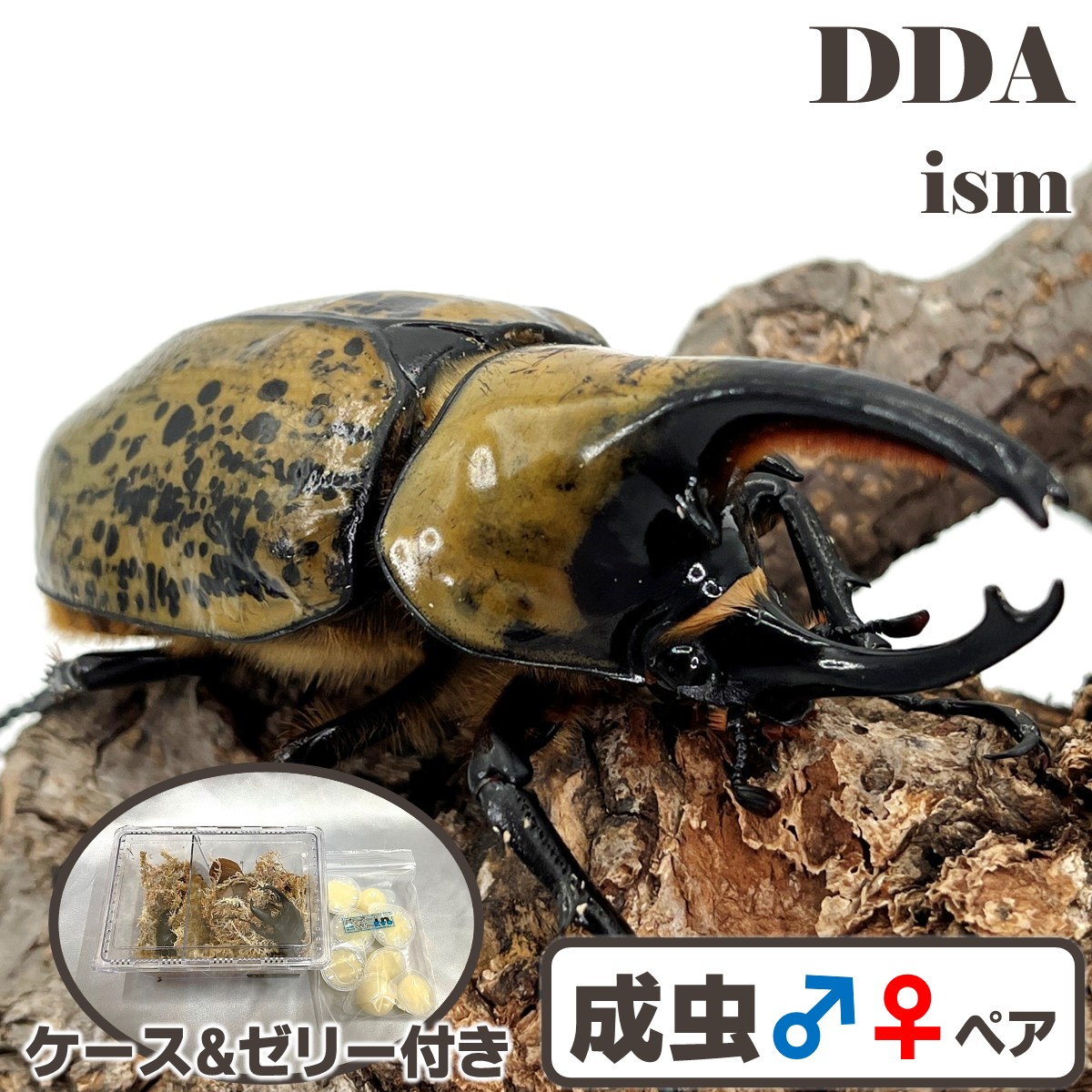 楽天市場】世界最大のクワガタ【DDA】ダイスケ・ギラファ 成虫 ペア