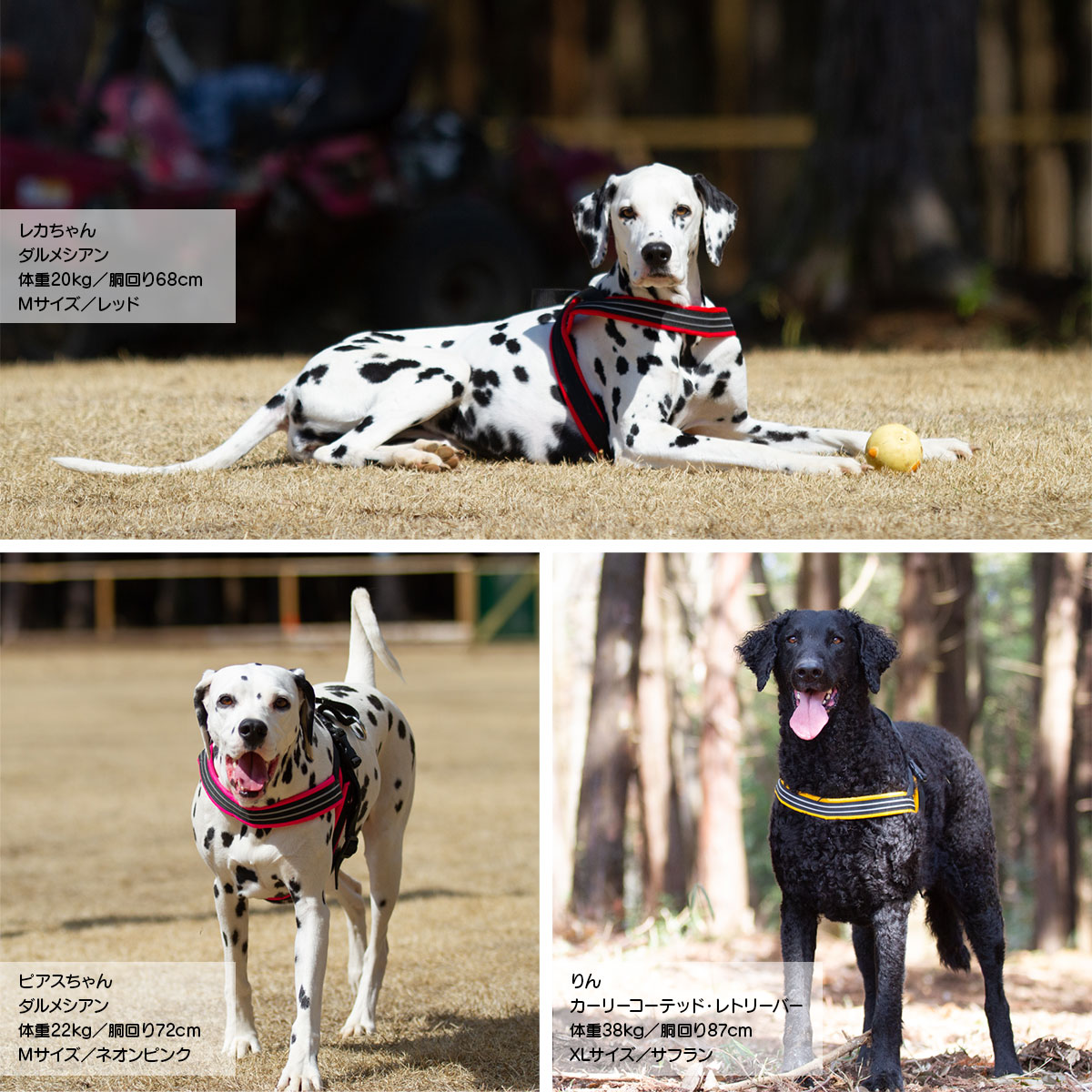 楽天市場 コンフォートフレックス スポーツハーネス 全10サイズ Comfortflex ハーネス クッション付き 小型犬 中型犬 大型犬 輸入商品 送料無料 Dear Dogs 犬のセレクトショップ