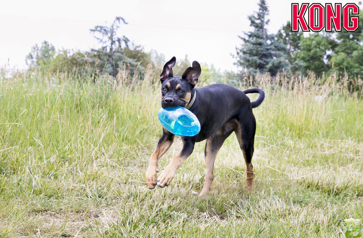 Kong コング ジャンブラー フットボール L Xlサイズ 長さ約22 5cm 犬用 おもちゃ 大型犬 超大型犬 ボール 大きめボール 水遊び 水に 浮くおもちゃ 輸入商品 Okppsa Org