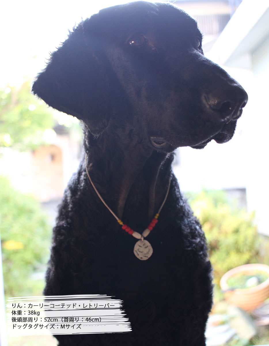 市場 Studio シルバードッグタグ ネームタグ8文字まで Ty シルバージュエリー 本革チョーカー Lサイズ M 中型犬 大型犬用