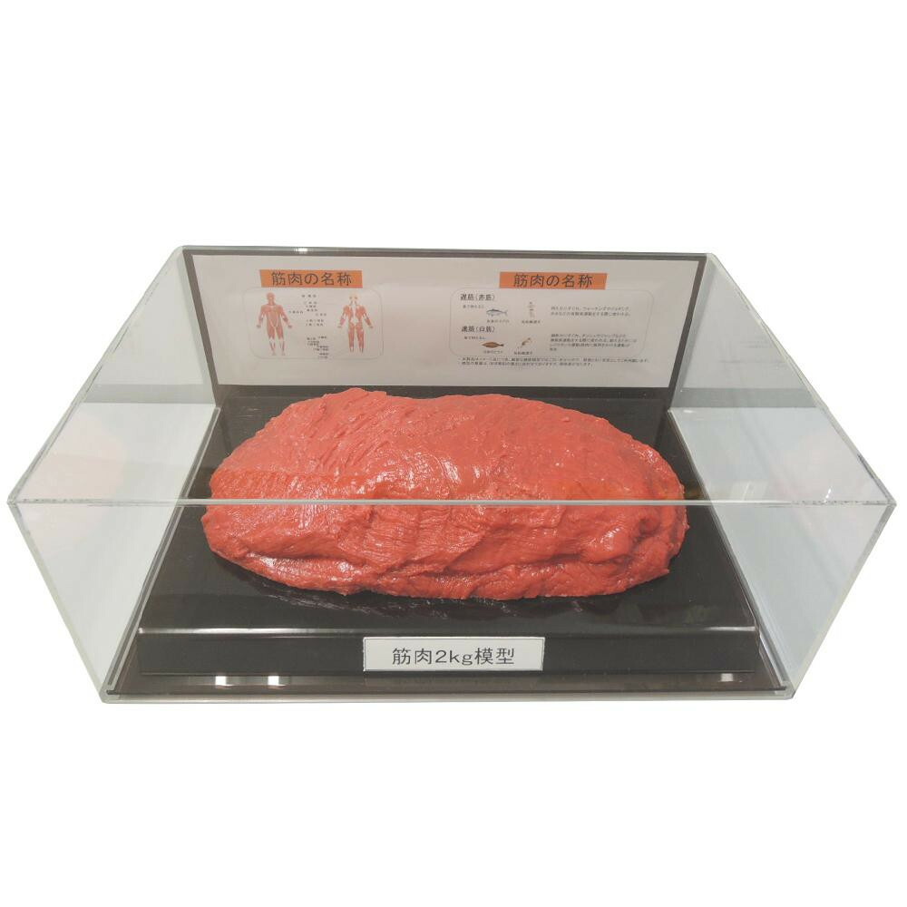 筋肉模型フィギュアケース入 2kg IP-987 文具・玩具 知育玩具