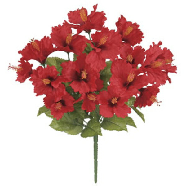 楽天市場】トロピカルハイビスカスブッシュ *16 オレンジ